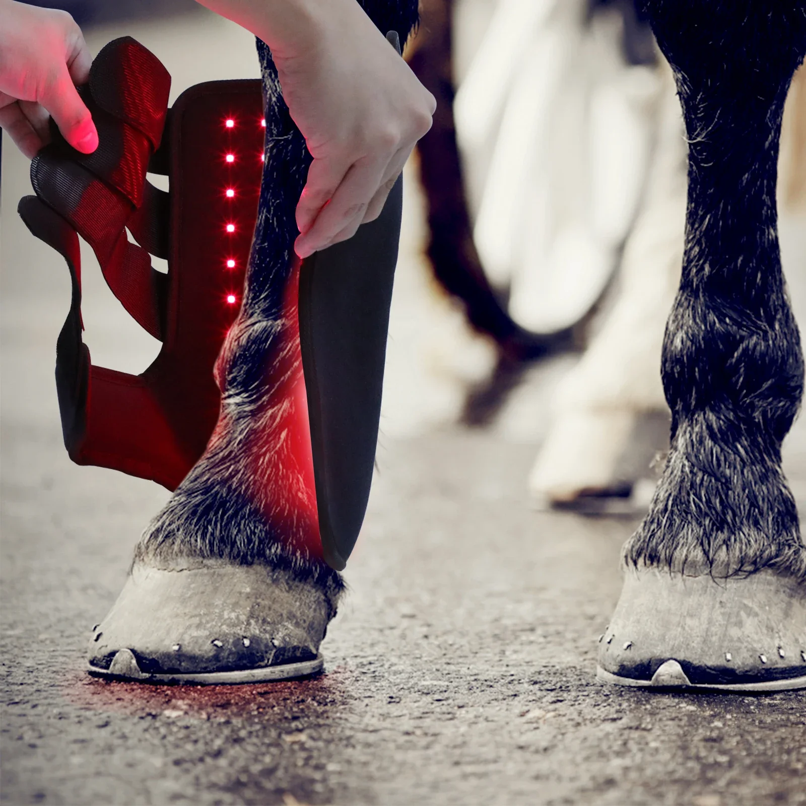 新型660nm 850nm赤色光療法乗馬用品 馬用ブーツ ラ - Brushing Boot Horse のレビューと価格